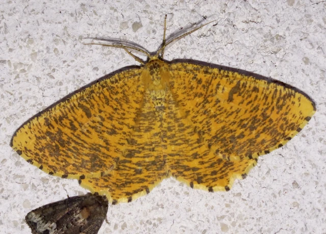 Angerona prunaria - sárga kökényaraszoló