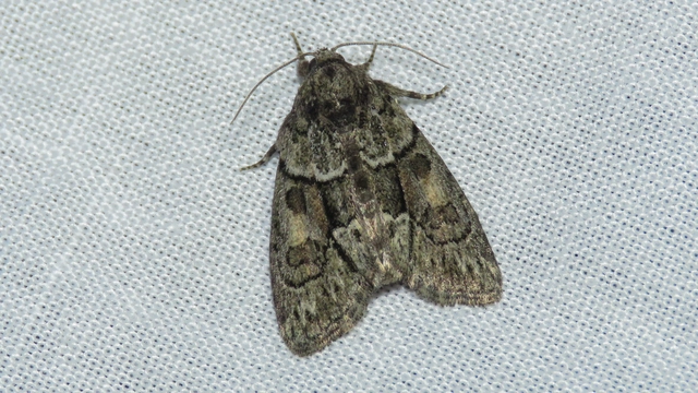 Cryphia fraudatricula - homoki zuzmóbagoly