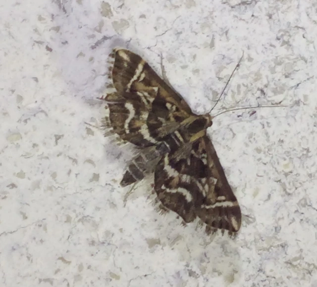 Diasemia reticularis - betűmintás tűzmoly