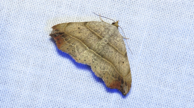 Laspeyria flexula - zuzmóbagoly