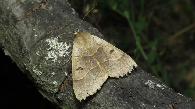 nagy foltosbagoly - Minucia lunaris