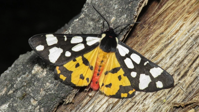 Arctia villica - fekete medvelepke
