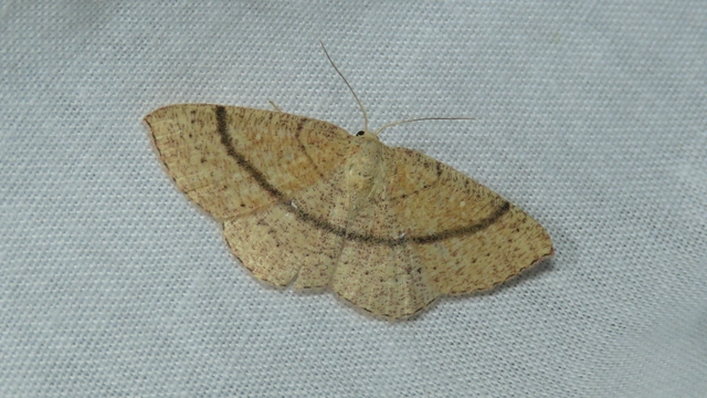 vörösrojtú pettyesaraszoló - Cyclophora ruficiliaria
