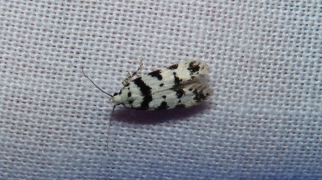 Pseudotelphusa scalella - moharágó sarlósmoly
