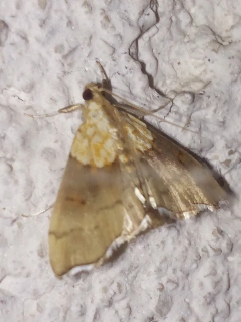 Agrotera nemoralis - ligeti tűzmoly