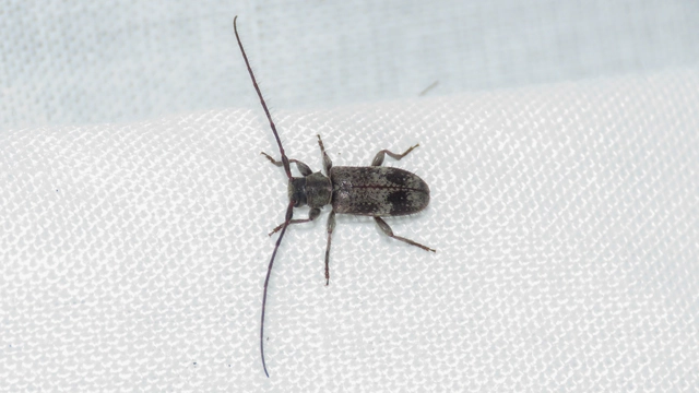 Exocentrus adspersus - tölgyfa-rőzsecincér