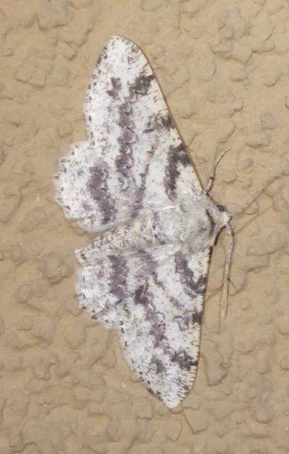 Ascotis selenaria - holdas faaraszoló