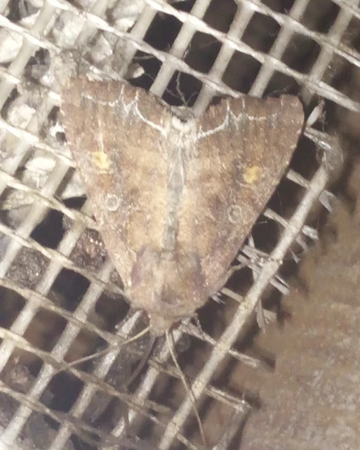 saláta-kertibagoly - Lacanobia oleracea