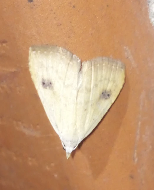 Rivula sericealis - selymes lórombagoly