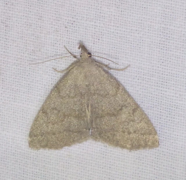 hosszúcsápú karcsúbagoly - Pechipogo strigilata