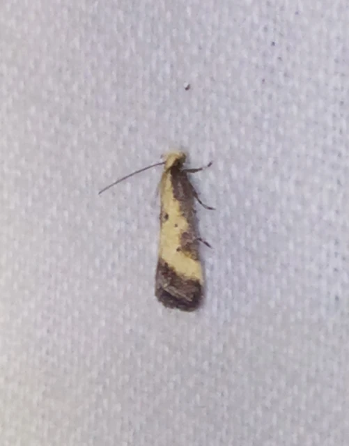Brachmia dimidiella - citromkocsord-lápimoly