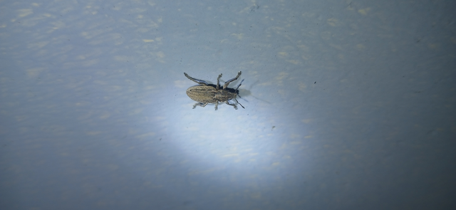 Tanymecus dilaticollis - kukorica-hegyesfarúbarkó