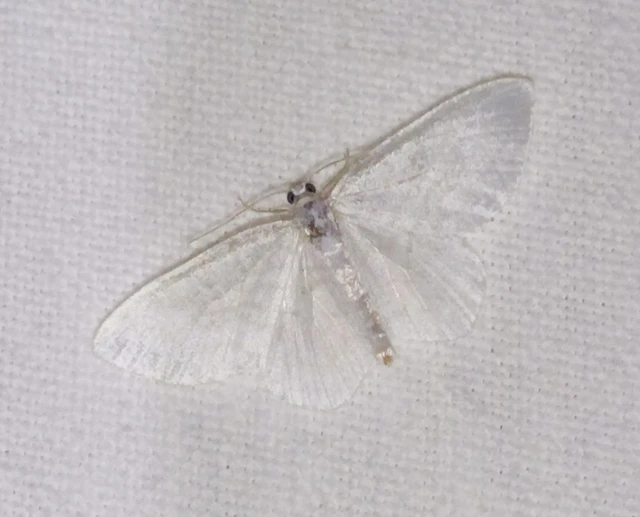 Asthena albulata - gyertyán-fehéraraszoló
