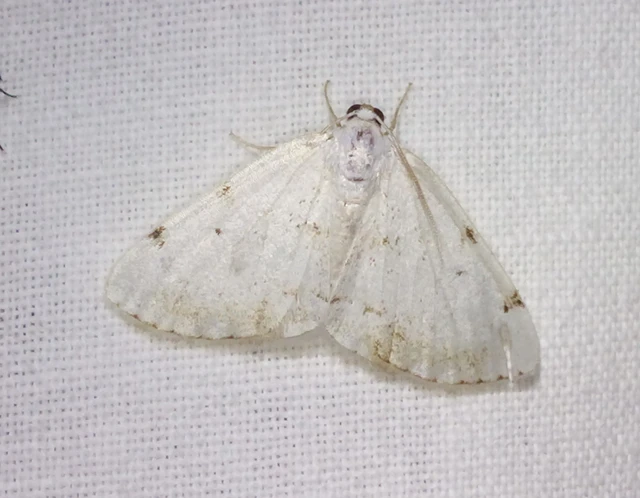 kétpontos fehéraraszoló - Lomographa bimaculata