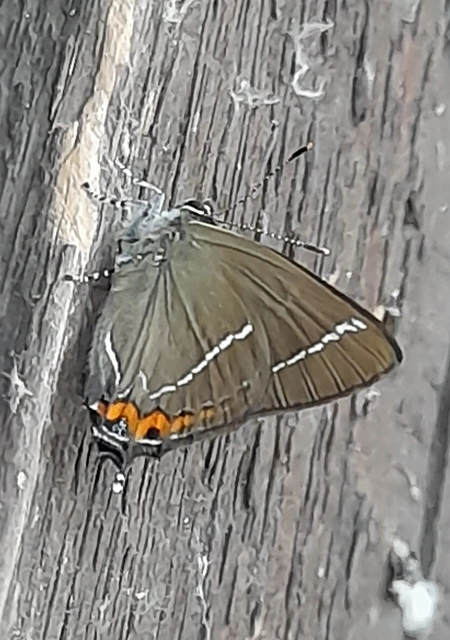 Satyrium w-album - szilfa-csücsköslepke