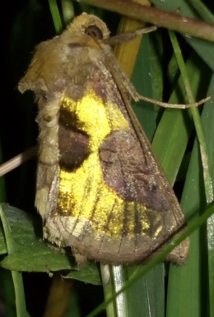 Diachrysia chrysitis - aranybagoly
