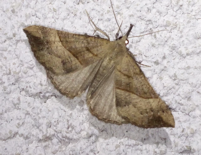 Hypena proboscidalis - ormányos karcsúbagoly