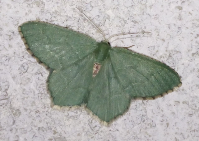 Hemithea aestivaria - nyír-zöldaraszoló