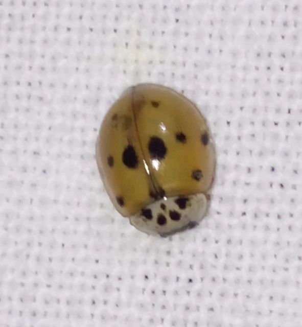 Adalia decempunctata - tízpettyes katica