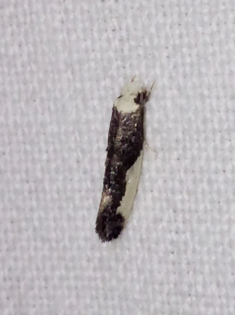 Monopis monachella - apácamoly