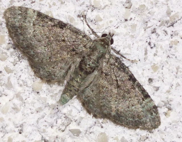 Pasiphila rectangulata - almavirág-araszoló