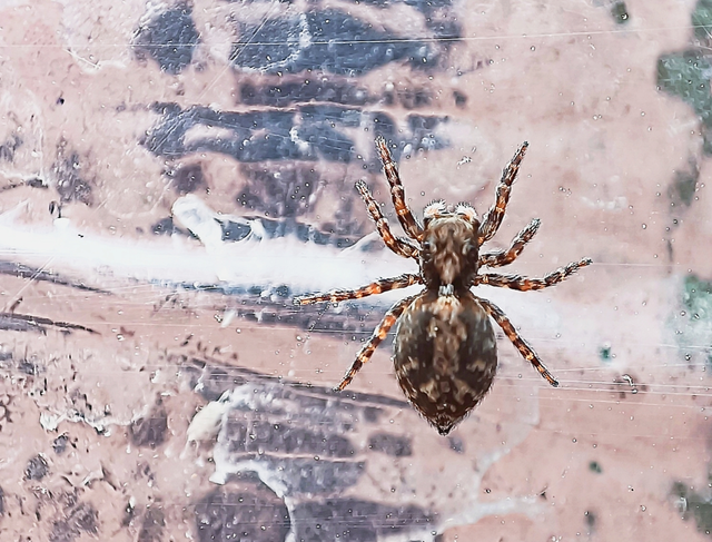 Pseudeuophrys lanigera - szobai ugrópók