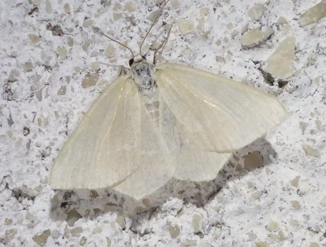 Chlorissa viridata/cloraria