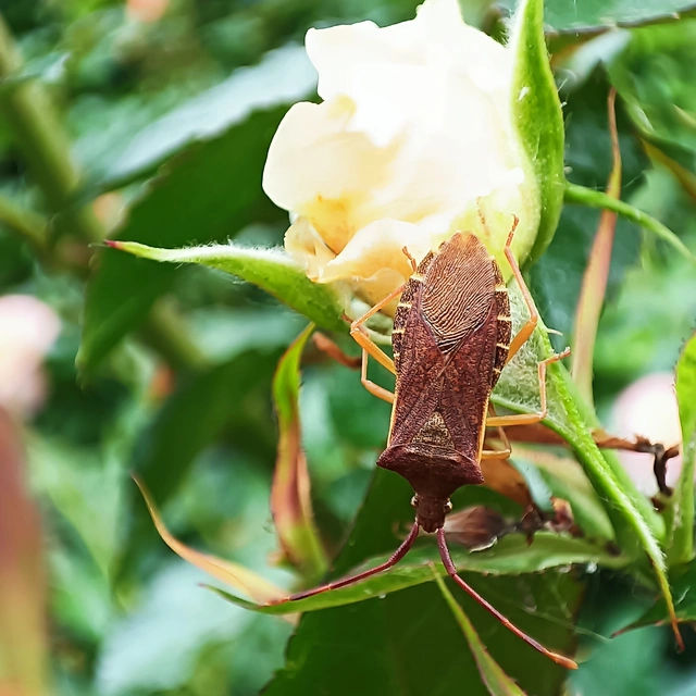 Gonocerus acuteangulatus - aranypetés karimáspoloska