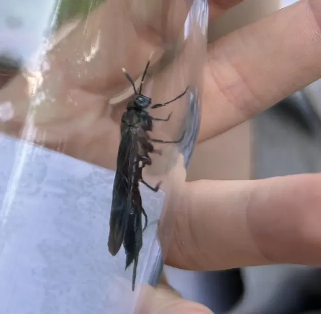 Hymenoptera - Hártyásszárnyúak