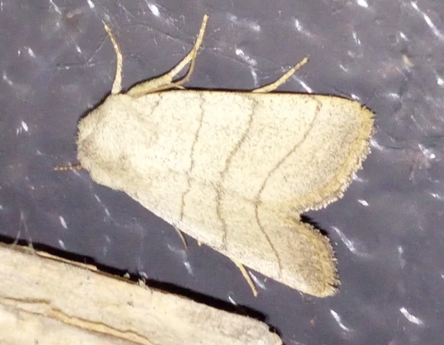 Charanyca trigrammica - háromsávos lombbagoly