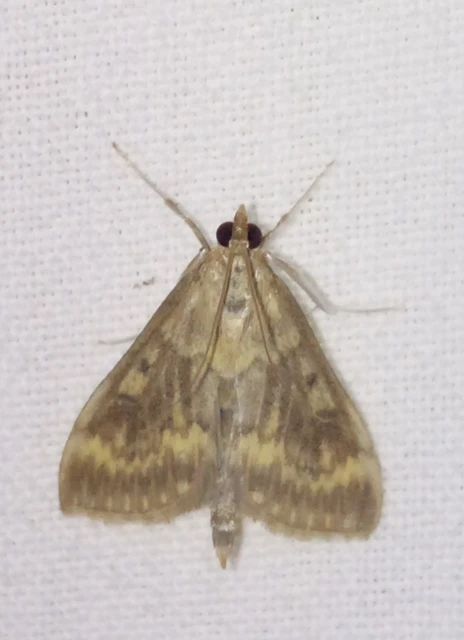 Ostrinia nubilalis - kukoricamoly
