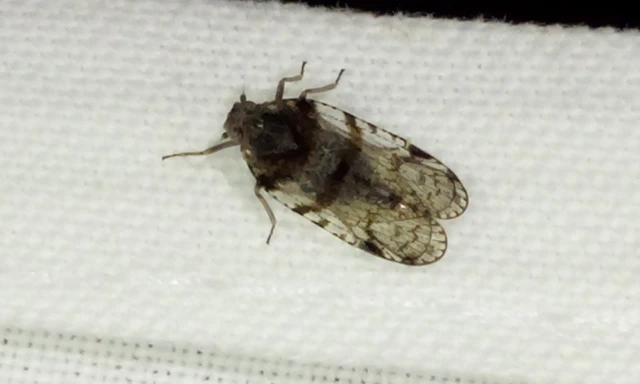Cixius