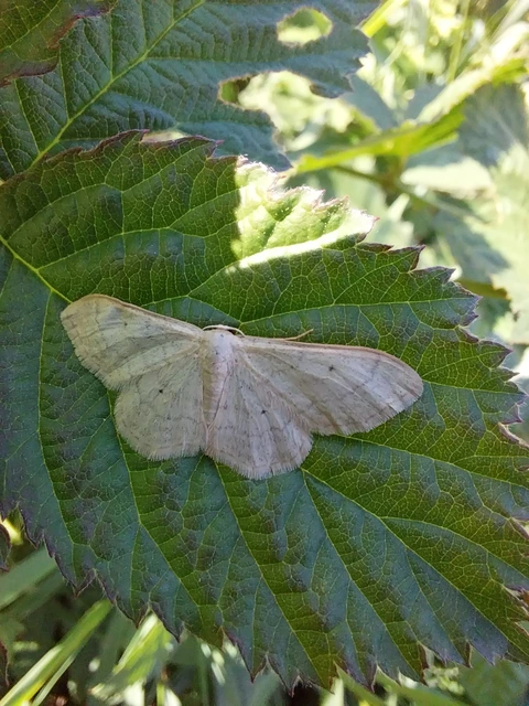 Idaea deversaria - egyszínű sávosaraszoló