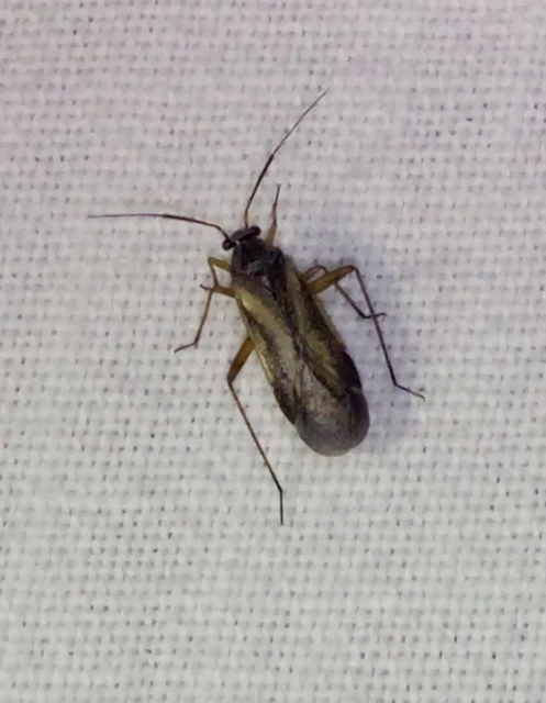 Orthocephalus vittipennis - hamvas ugrópoloska