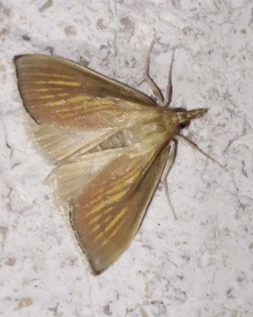 Nascia cilialis - sásrágó tűzmoly
