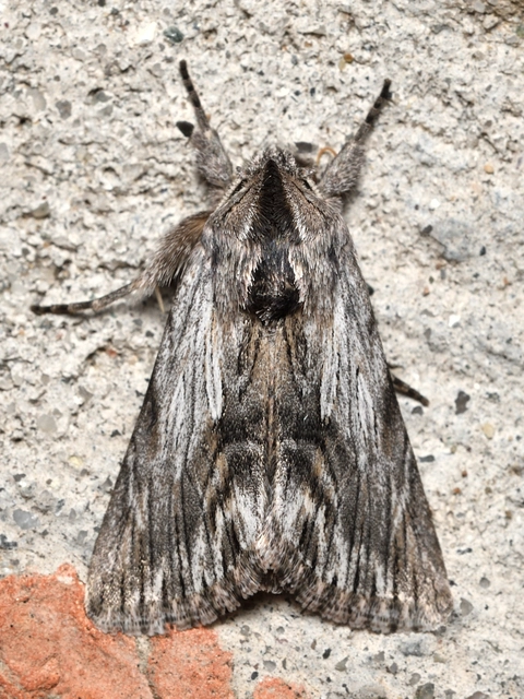 Calophasia platyptera - szürke apróbagoly