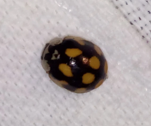 Adalia decempunctata - tízpettyes katica