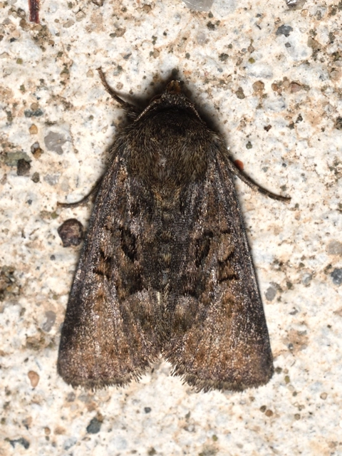 Oligia strigilis/latruncula/versicolor