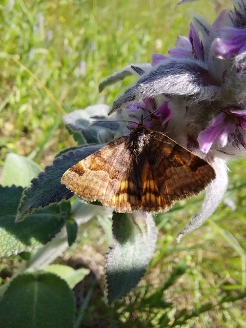 Euclidia glyphica - közönséges nappalibagoly