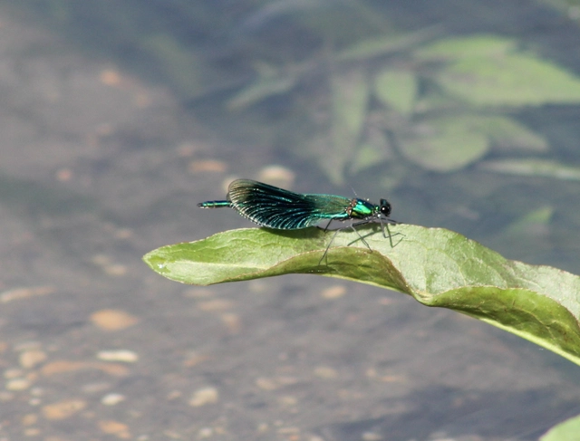 Calopteryx splendens - sávos szitakötő