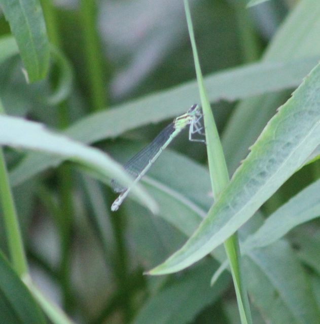 Coenagrion puella - azúrkék légivadász
