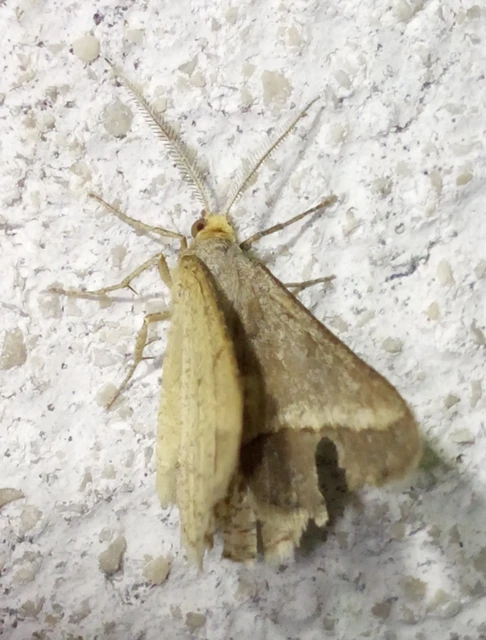 lucerna-araszoló - Tephrina arenacearia