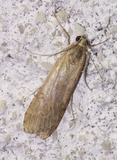 Nomophila noctuella - közönséges vándormoly