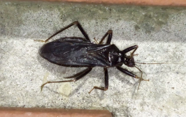 Reduvius personatus - szemetes zugpoloska