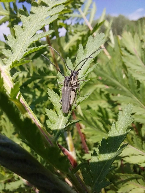 Phytoecia nigricornis - ürömcincér