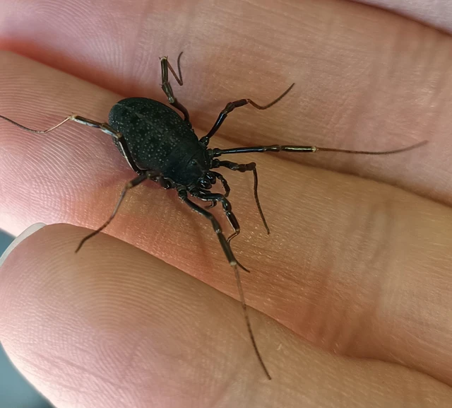 Egaenus convexus