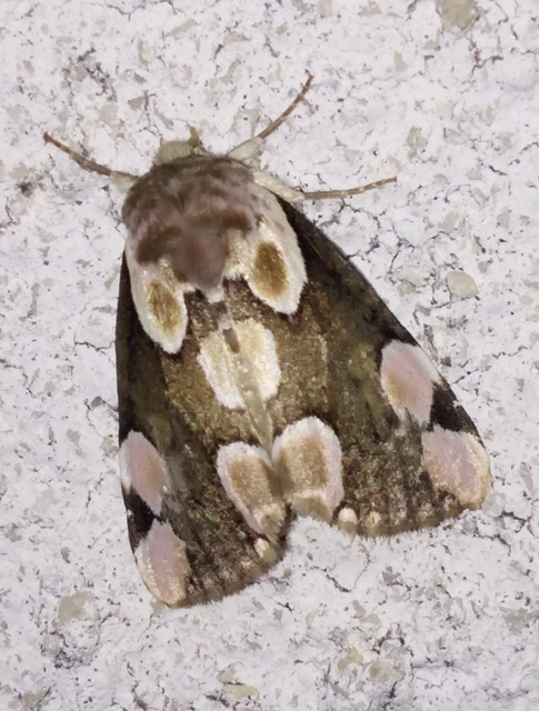 rózsafoltos pihésszövő - Thyatira batis