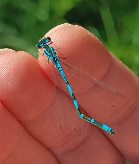 Coenagrion ornatum - díszes légivadász