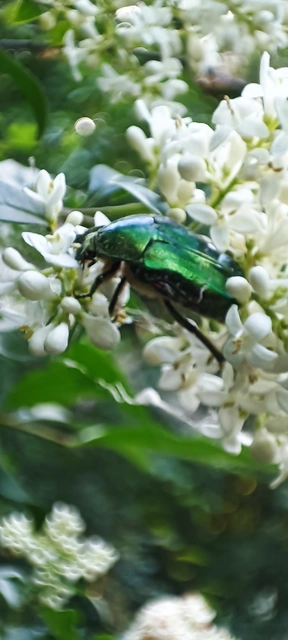 Cetonia aurata - aranyos virágbogár