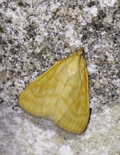 Sitochroa verticalis - világossárga dudvamoly